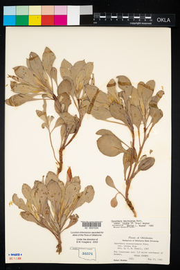 Oenothera macrocarpa image