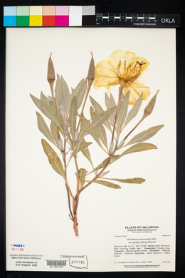 Oenothera macrocarpa image