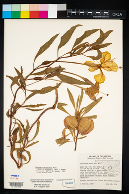 Oenothera macrocarpa image