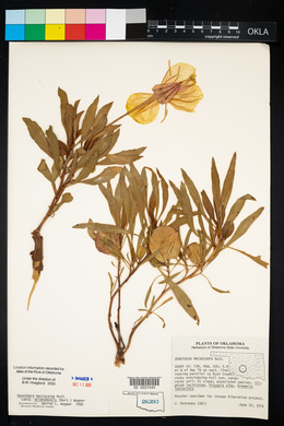 Oenothera macrocarpa image