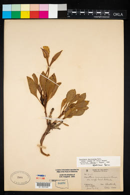 Oenothera macrocarpa image