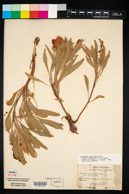 Oenothera macrocarpa image