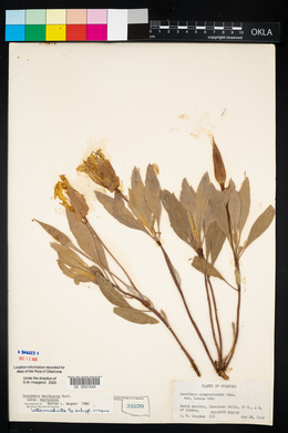 Oenothera macrocarpa image