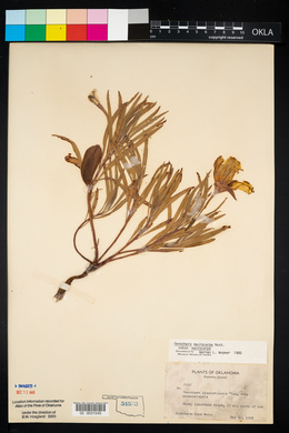 Oenothera macrocarpa image