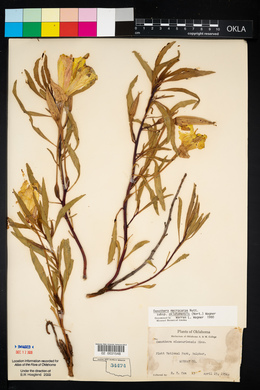 Oenothera macrocarpa image