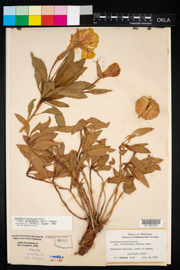 Oenothera macrocarpa image