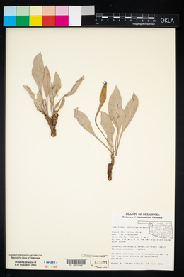 Oenothera macrocarpa image