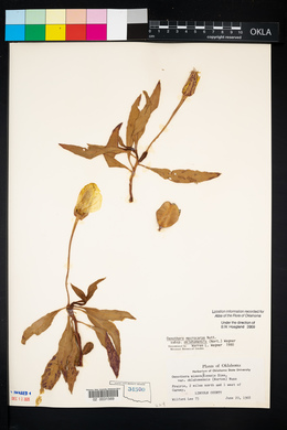 Oenothera macrocarpa image