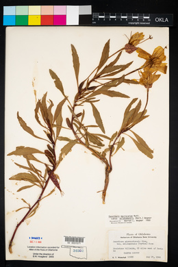 Oenothera macrocarpa image