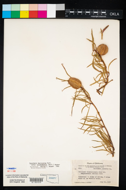 Oenothera macrocarpa image