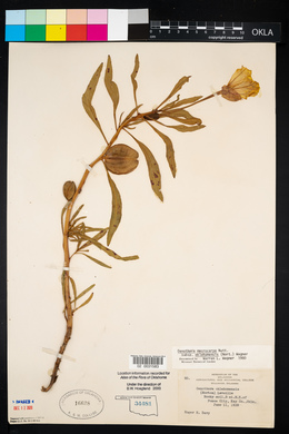 Oenothera macrocarpa image