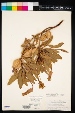 Oenothera macrocarpa image