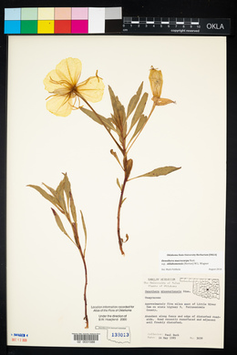 Oenothera macrocarpa image