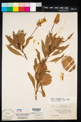 Oenothera macrocarpa image