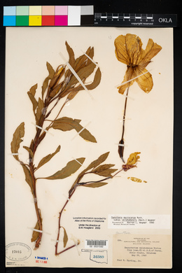 Oenothera macrocarpa image