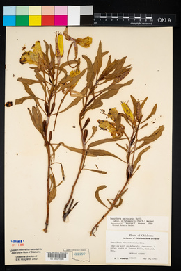 Oenothera macrocarpa image