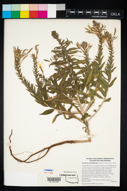 Oenothera rhombipetala image