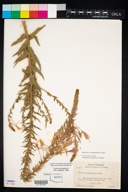 Oenothera rhombipetala image