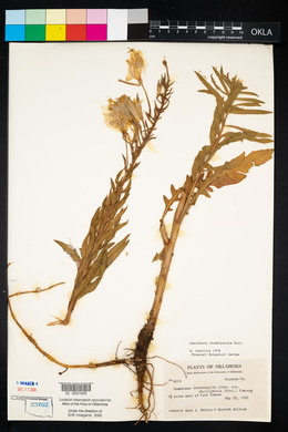 Oenothera rhombipetala image