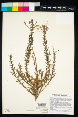 Oenothera rhombipetala image