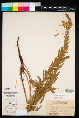 Oenothera rhombipetala image