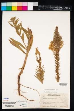 Oenothera rhombipetala image