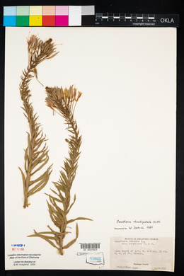 Oenothera rhombipetala image