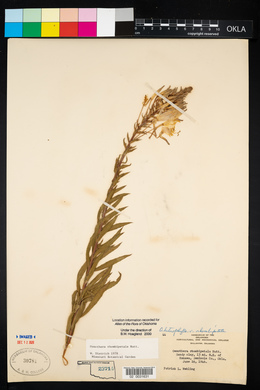 Oenothera rhombipetala image