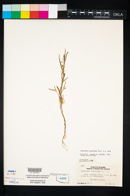 Oenothera spachiana image