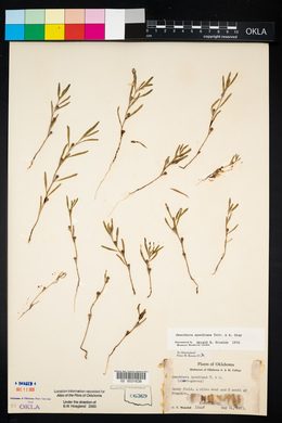 Oenothera spachiana image