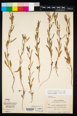 Oenothera spachiana image