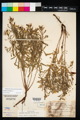 Oenothera serrulata image