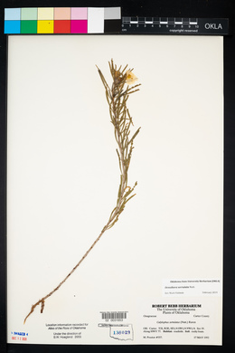 Oenothera serrulata image