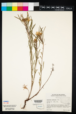 Oenothera serrulata image