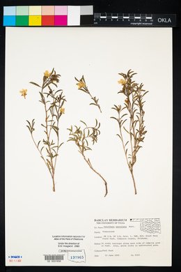 Oenothera serrulata image