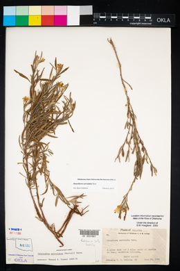 Oenothera serrulata image