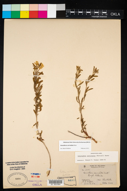 Oenothera serrulata image