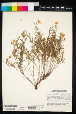 Oenothera serrulata image