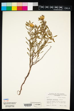 Oenothera serrulata image