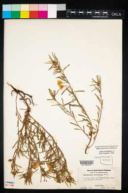 Oenothera serrulata image