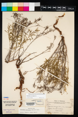 Oenothera serrulata image