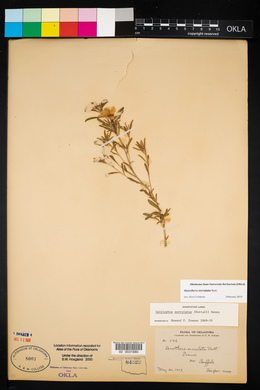 Oenothera serrulata image