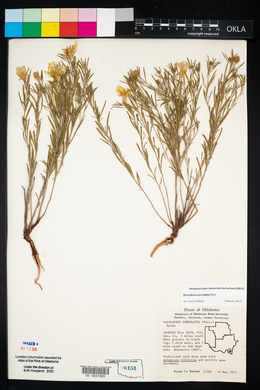 Oenothera serrulata image