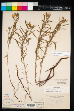 Oenothera serrulata image