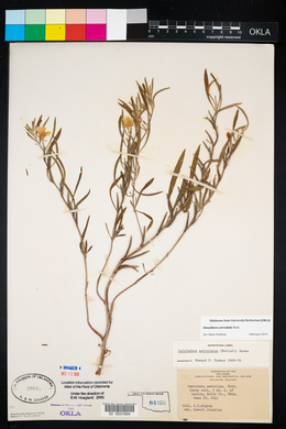 Oenothera serrulata image