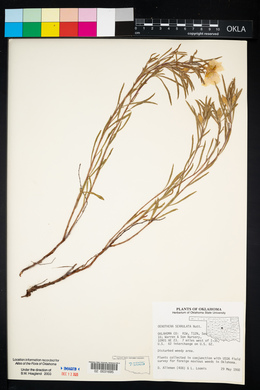 Oenothera serrulata image