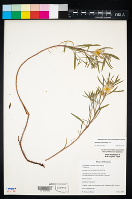 Oenothera serrulata image