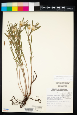 Oenothera serrulata image