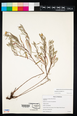 Oenothera serrulata image