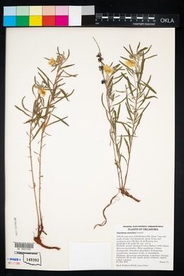 Oenothera serrulata image